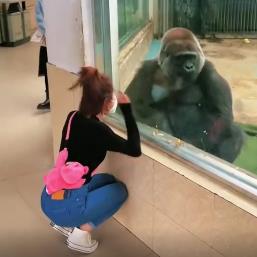 猩猩说:你进来吧！我出去